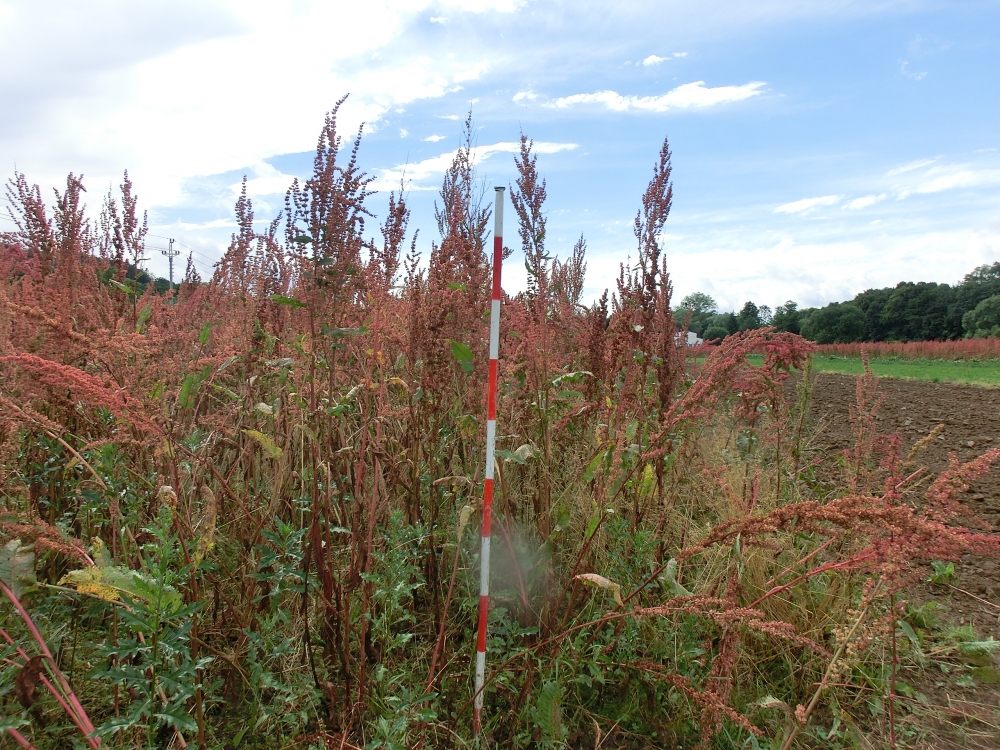 Zralý šťovík před sklizní na suchou hmotu v druhém roce vegetace (2013)      