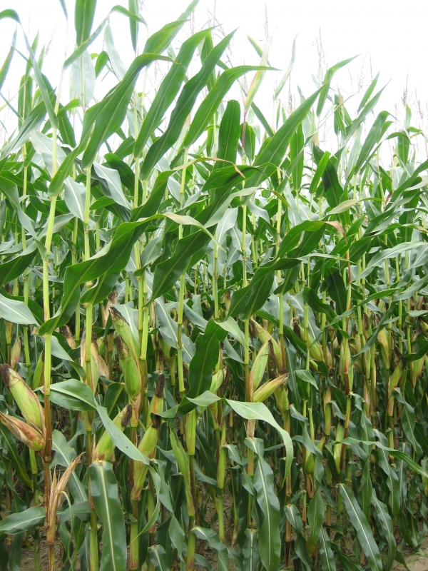 Kukuřice na bioplyn musí poskytnout vysoký výnos sušiny a následně metanu