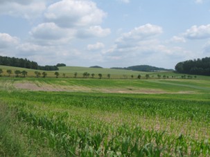 Porost kukuřice v červenci r. 2013