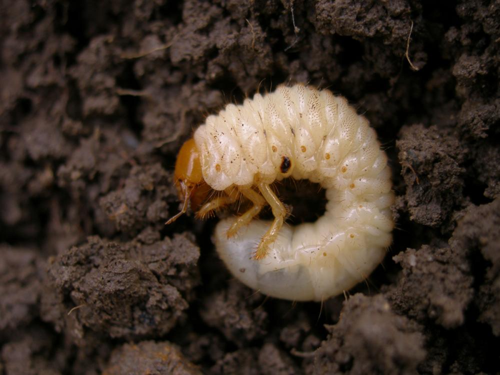 Ponrava - larva chrousta