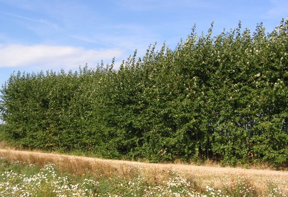 Topolové plantáže jako protihlukové zástěny 