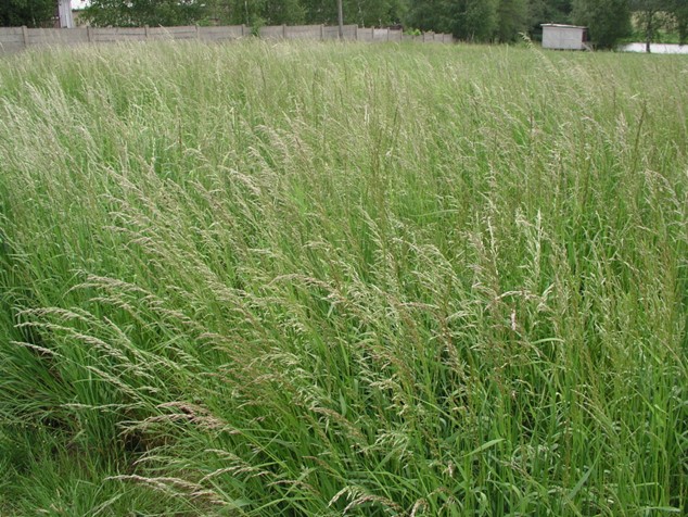 Podle odborníků patří k nepůvodním druhům v ČR i poměrně rozšířená tráva ovsík vyvýšený (Arrhenatherum elatius)