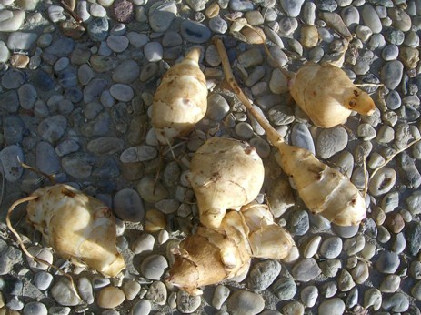 Slunečnice topinambur (Helianthus tuberosus L.)