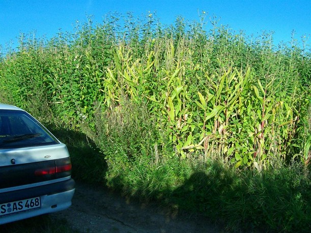 Slunečnice topinambur (Helianthus tuberosus L.)