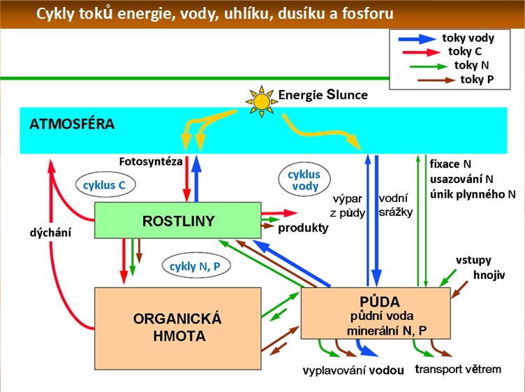 Koloběh cyklu biomasy