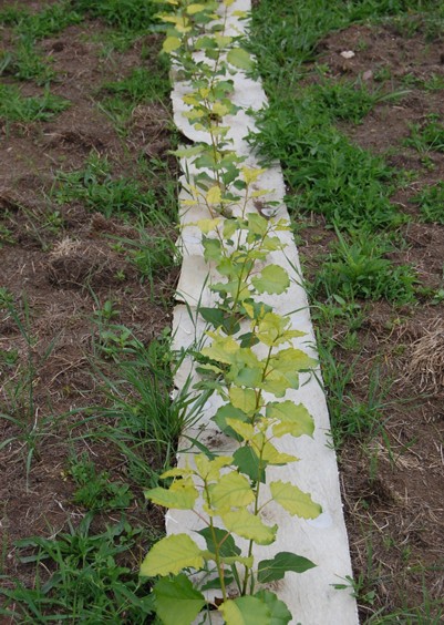 Založená plantáž rychlerostoucích dřevin s použitím mulčovací rohože k zamezení růstu plevelů