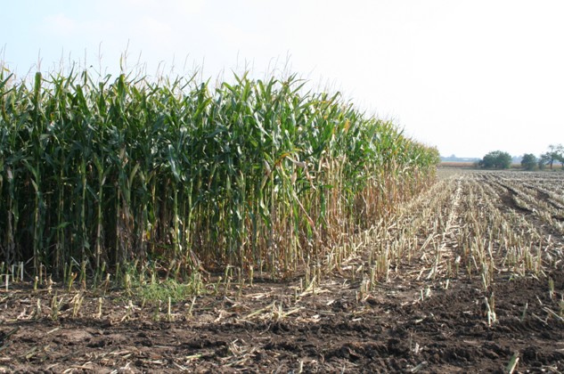 Pro pěstování kukuřice pro výrobu bioplynu nejsou v zemědělských podnicích překážky