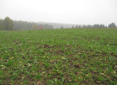 Orůstání porostu Rumexu OK 2 po diskování v září 2011, foto - 25.10.2011