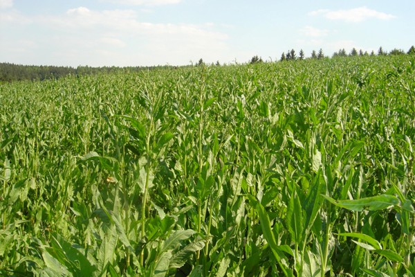 Porost Rumexu OK 2 v sedmém roce vegetace, na začátku května, ve stádiu vhodném pro sklizeň na zeleno