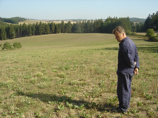 Krmný šťovík na svažitém pozemku v prvém roce vegetace po založení porostu, foto 15. 8. 2007 