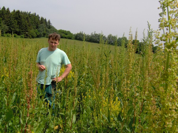 Krmný šťovík na stejném pozemku jako na obr. 1, foto 28.5.2008