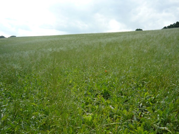 Porost krmného šťovíku s příměsí jednoletého jílku v prvém roce vegetace na Moravě, foto 8.7.2008
