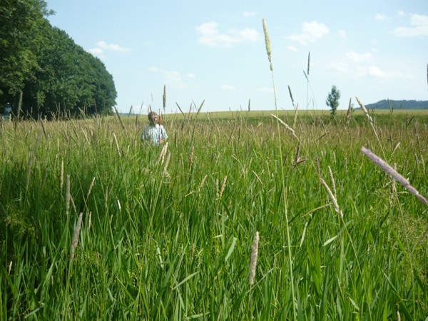 Porost lesknice (chrastice) rákosovité ve třetím roce vegetace, foto 25.6.2008