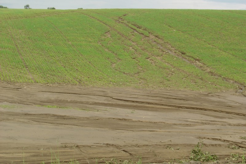 Ozimá pšenice na svahu zasažená erozí