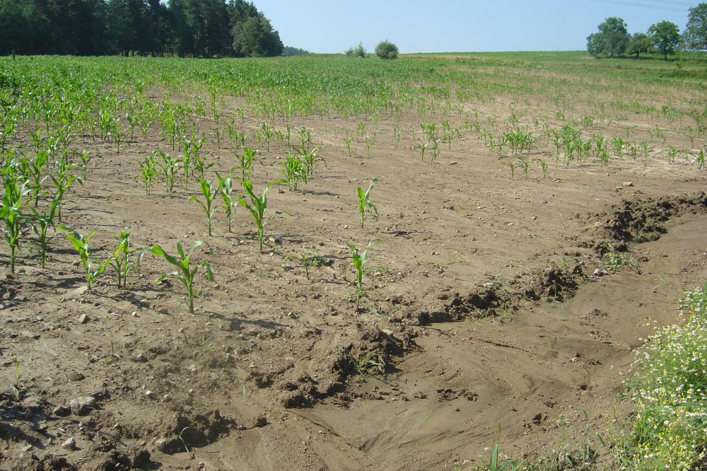Porost kukuřice po přívalovém dešti