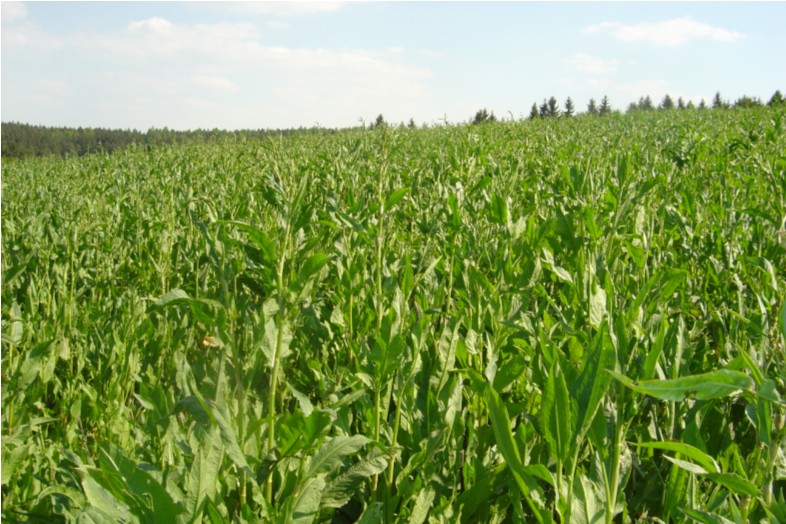 Porost Rumexu OK 2 v sedmém roce vegetace, na začátku května, ve stádiu vhodném pro sklizeň na zeleno.