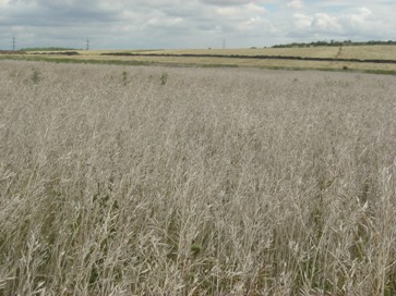 Hořčice sareptská -  před sklizní, červenec 2007