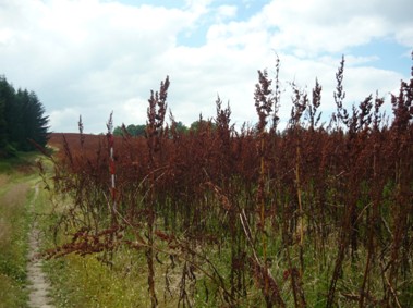 Rumex OK 2 - Krmný šťovík v devátém roce vegetace, před sklizní dne 4.7.2008