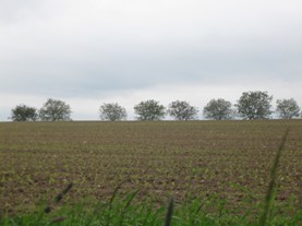 Kukuřice na poli sousedícím s Rumexem OK 2, foto stejný den - 4.6. 2013