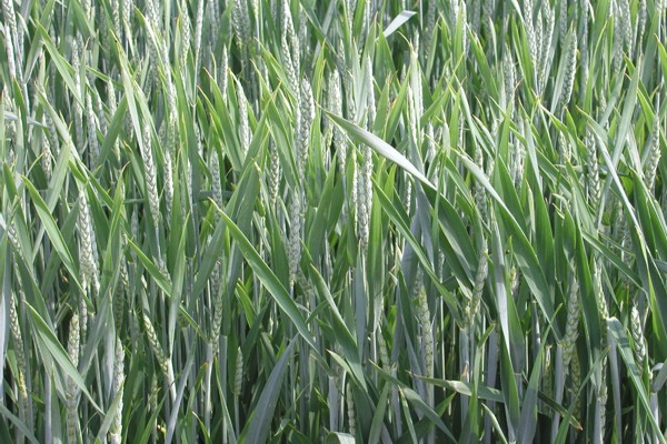 Důležitý zdroj bioetanolu: pšenice ozimá 
