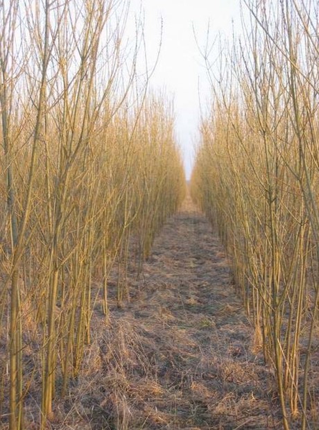 Plantáž vrb [Foto : N.-E. Nordh, SLU]