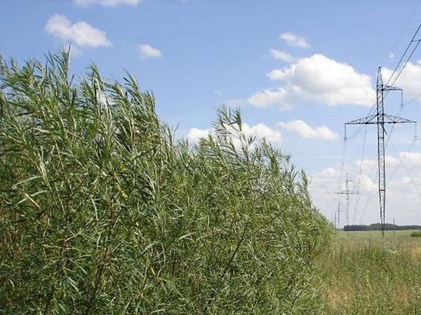 Plantáž vrb v zemědělské krajině [Foto : N.-E. Nordh, SLU]