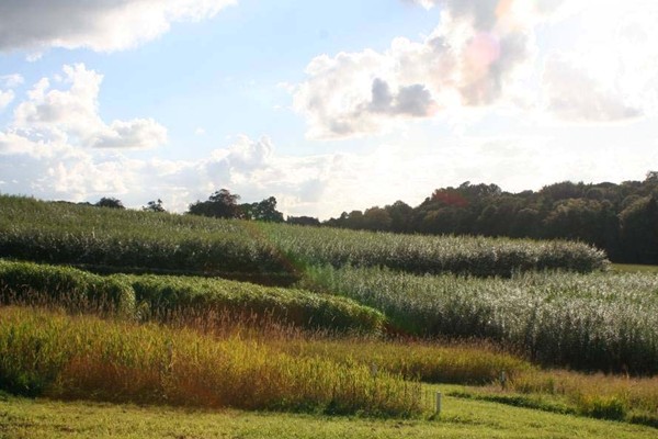 Plantáž vrb v zemědělské krajině [Foto : N.-E. Nordh, SLU]